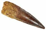 Fossil Spinosaurus Tooth - Real Dinosaur Tooth #346283-1